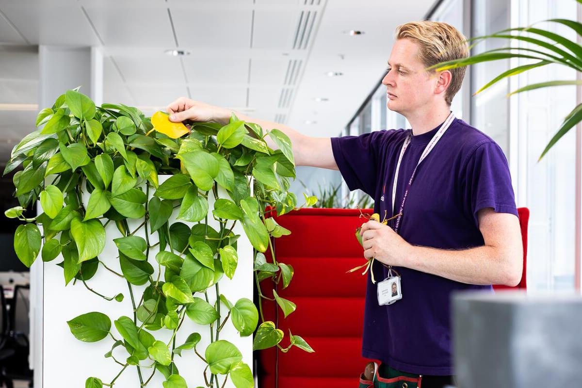 Mitie employee in a purple t-shirt taking dead leaves off an indoor office plant